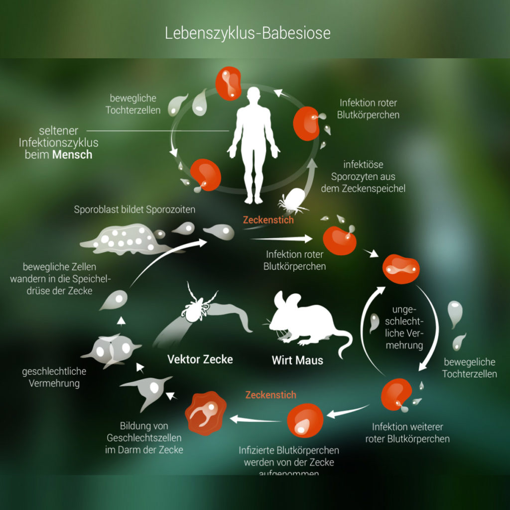 Infografik Lebenszyklus Babesiose