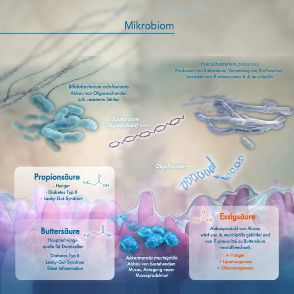 Mikrobiom-Darm